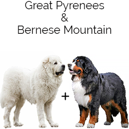 Great Bernese Dog